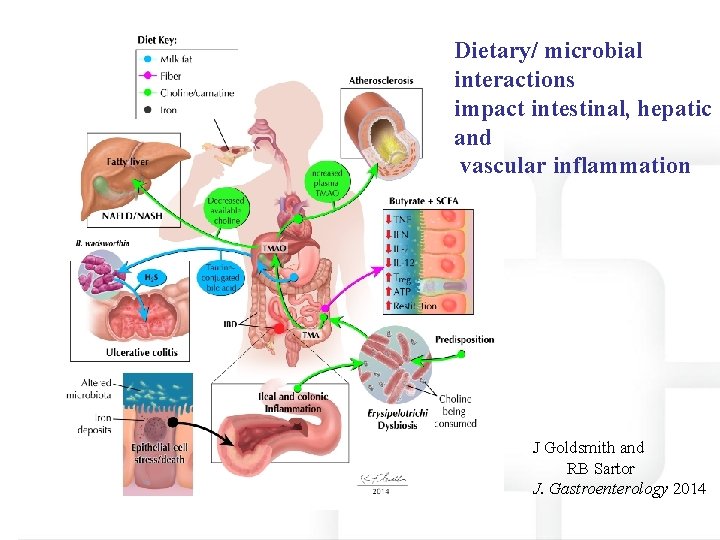 Dietary/ microbial interactions impact intestinal, hepatic and vascular inflammation J Goldsmith and RB Sartor