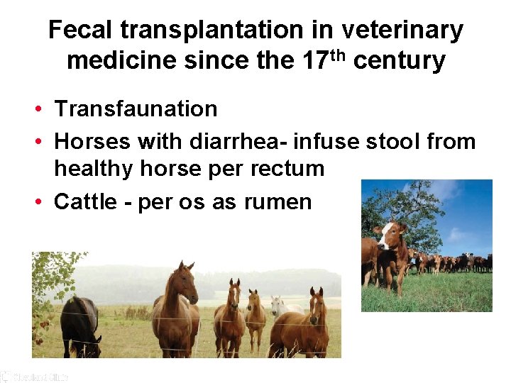 Fecal transplantation in veterinary medicine since the 17 th century • Transfaunation • Horses