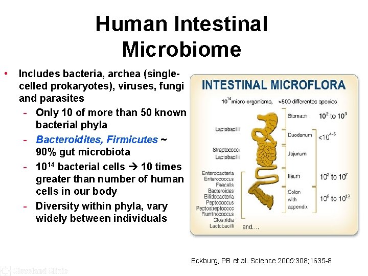 Human Intestinal Microbiome • Includes bacteria, archea (singlecelled prokaryotes), viruses, fungi and parasites -