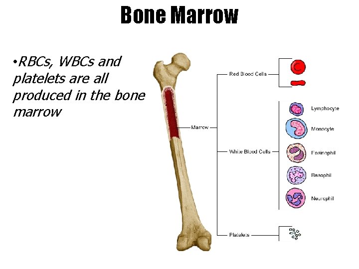 Bone Marrow • RBCs, WBCs and platelets are all produced in the bone marrow