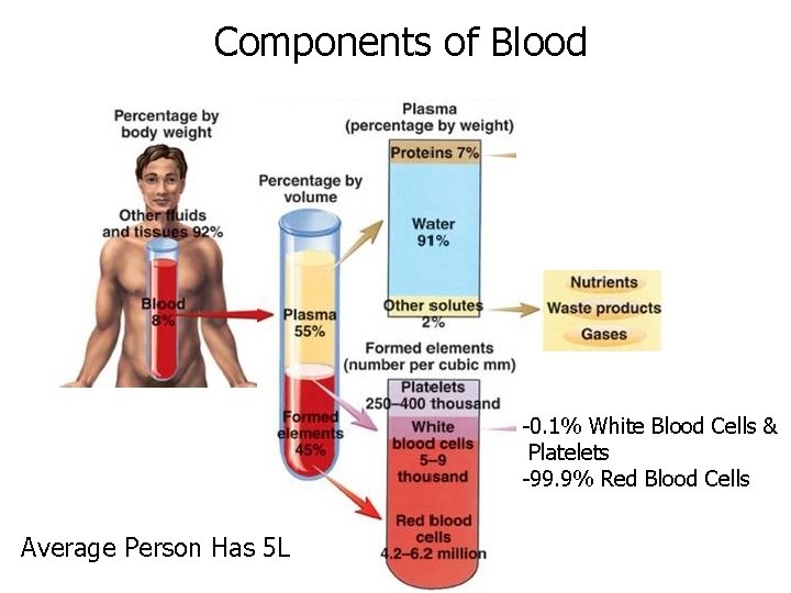 Components of Blood -0. 1% White Blood Cells & Platelets -99. 9% Red Blood