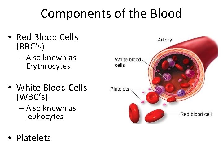 Components of the Blood • Red Blood Cells (RBC’s) – Also known as Erythrocytes