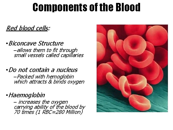 Components of the Blood Red blood cells: • Biconcave Structure –allows them to fit