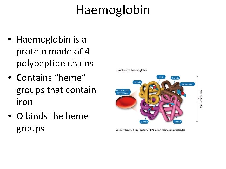 Haemoglobin • Haemoglobin is a protein made of 4 polypeptide chains • Contains “heme”
