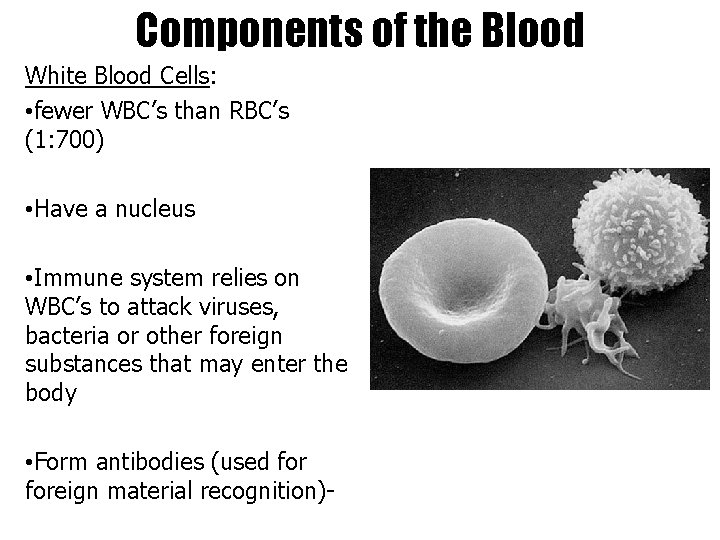 Components of the Blood White Blood Cells: • fewer WBC’s than RBC’s (1: 700)