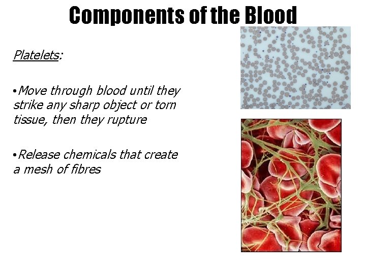 Components of the Blood Platelets: • Move through blood until they strike any sharp