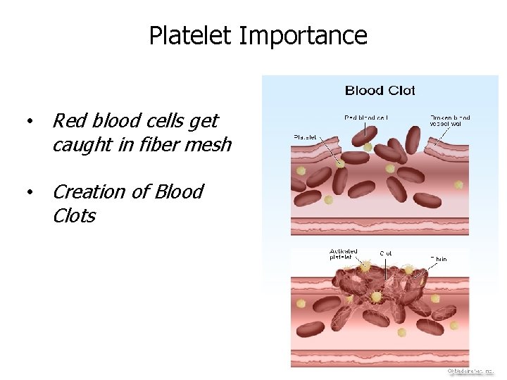 Platelet Importance • Red blood cells get caught in fiber mesh • Creation of
