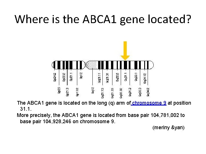 Where is the ABCA 1 gene located? The ABCA 1 gene is located on