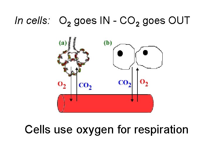 In cells: O 2 goes IN - CO 2 goes OUT Cells use oxygen
