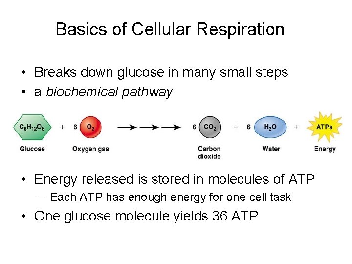 Basics of Cellular Respiration • Breaks down glucose in many small steps • a