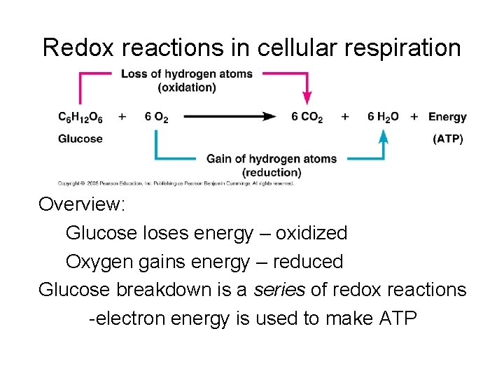 Is Glucose Oxidized Or Reduced In Cellular Respiration Honors Biology Chapter 6 Cellular Respiration How Cells