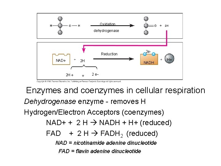 Oxidation dehydrogenase Reduction NAD 2 H 2 H 2 e. NADH H 2 e