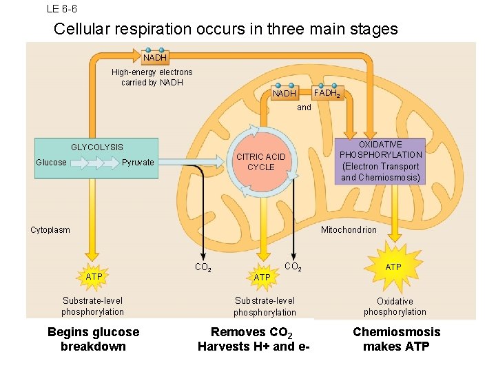 LE 6 -6 Cellular respiration occurs in three main stages NADH High-energy electrons carried