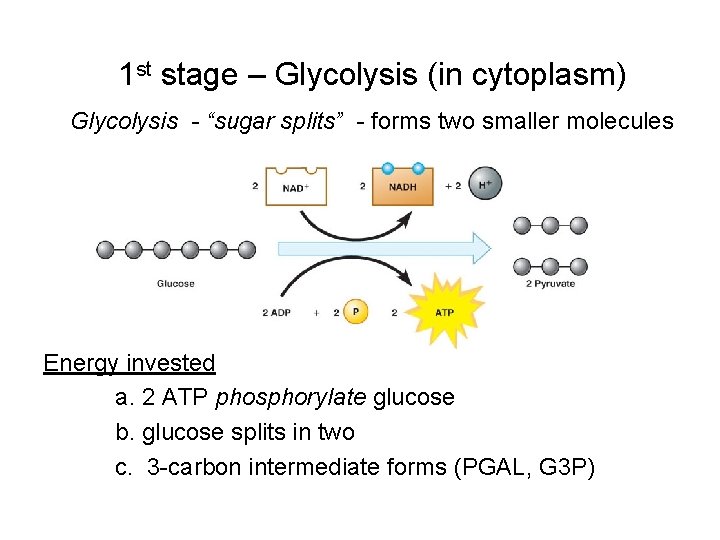 1 st stage – Glycolysis (in cytoplasm) Glycolysis - “sugar splits” - forms two