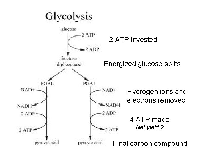 2 ATP invested Energized glucose splits Hydrogen ions and electrons removed 4 ATP made