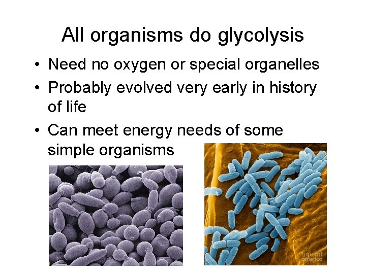 All organisms do glycolysis • Need no oxygen or special organelles • Probably evolved