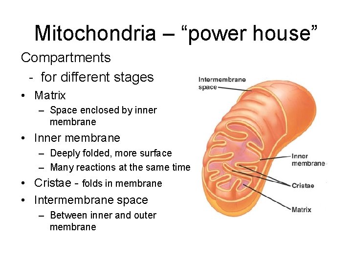 Mitochondria – “power house” Compartments - for different stages • Matrix – Space enclosed