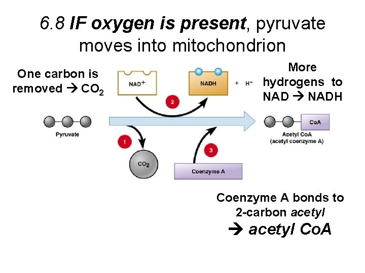 6. 8 IF oxygen is present, pyruvate moves into mitochondrion One carbon is removed