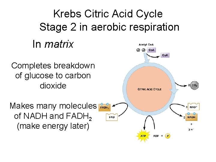 Krebs Citric Acid Cycle Stage 2 in aerobic respiration In matrix Completes breakdown of