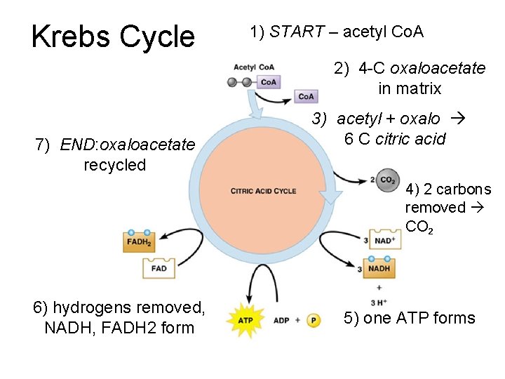 Krebs Cycle 1) START – acetyl Co. A 2) 4 -C oxaloacetate in matrix