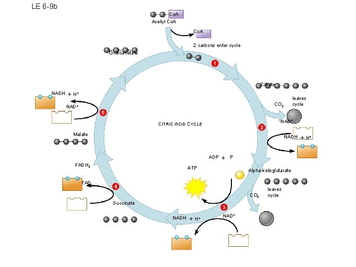 LE 6 -9 b Co. A Acetyl Co. A 2 carbons enter cycle Oxaloacetate