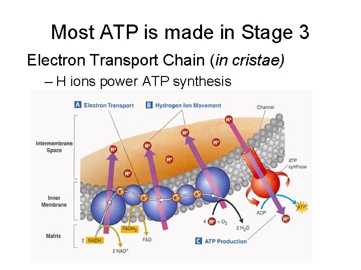 Most ATP is made in Stage 3 Electron Transport Chain (in cristae) – H