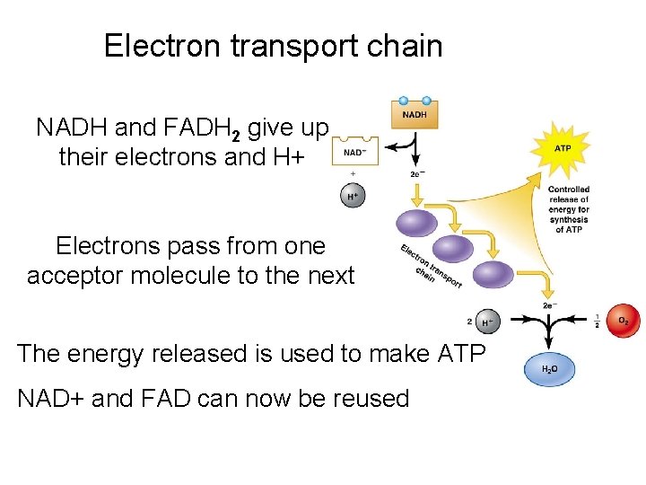 Electron transport chain NADH and FADH 2 give up their electrons and H+ Electrons