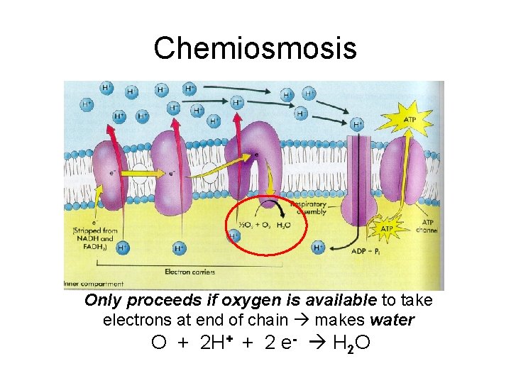 Chemiosmosis Only proceeds if oxygen is available to take electrons at end of chain