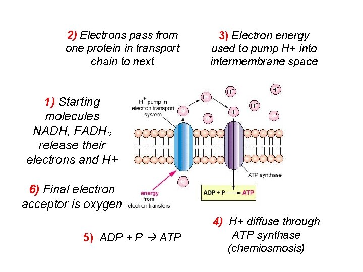 2) Electrons pass from one protein in transport chain to next 3) Electron energy