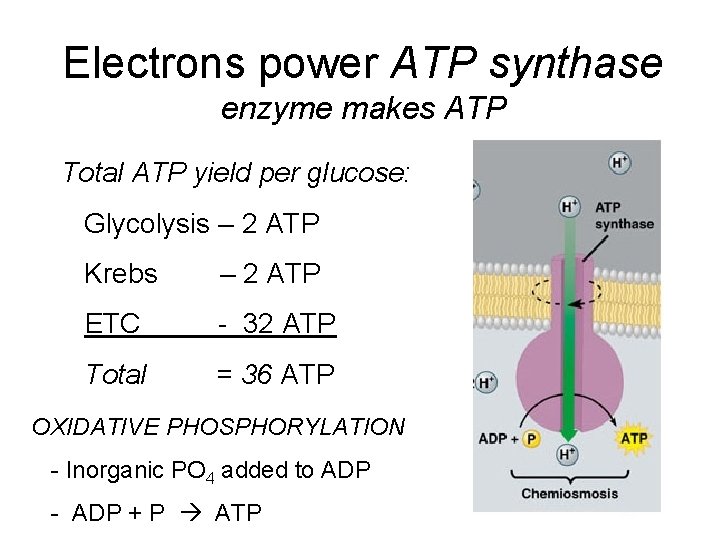 Electrons power ATP synthase enzyme makes ATP Total ATP yield per glucose: Glycolysis –