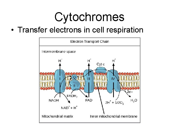 Cytochromes • Transfer electrons in cell respiration 