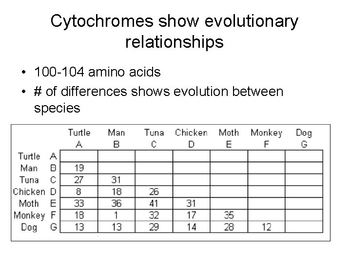 Cytochromes show evolutionary relationships • 100 -104 amino acids • # of differences shows
