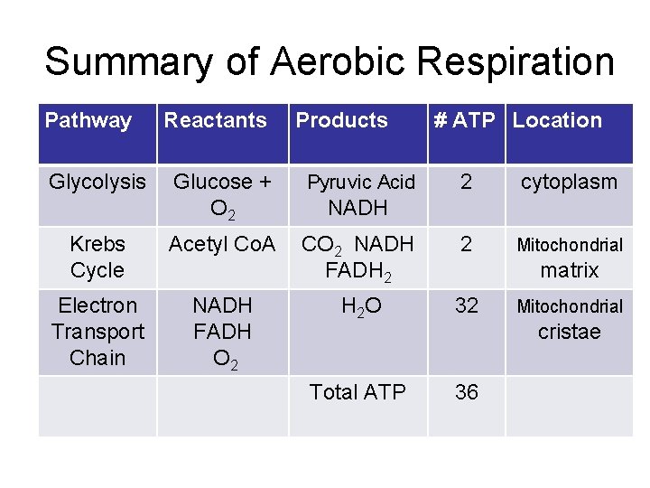 Summary of Aerobic Respiration Pathway Glycolysis Reactants Products Glucose + O 2 Pyruvic Acid