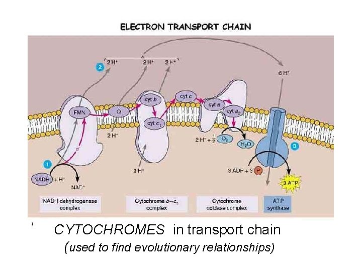 CYTOCHROMES in transport chain (used to find evolutionary relationships) 