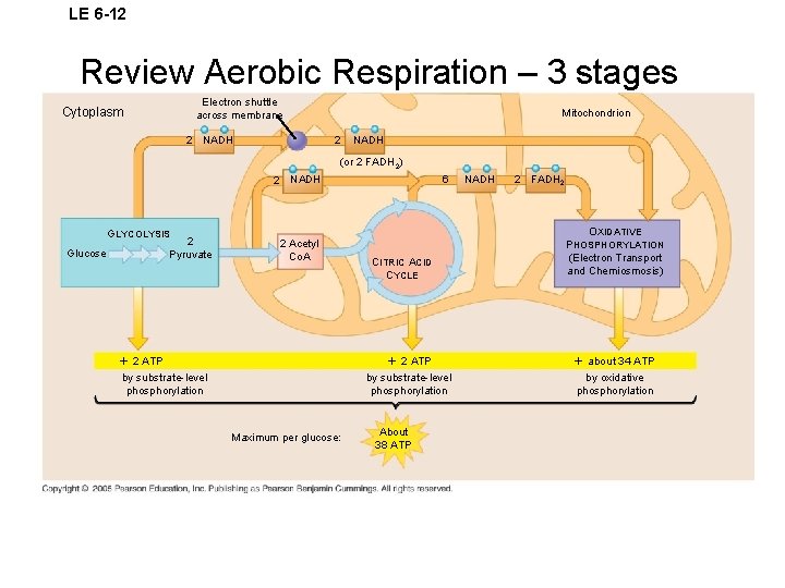 LE 6 -12 Review Aerobic Respiration – 3 stages Electron shuttle across membrane Cytoplasm