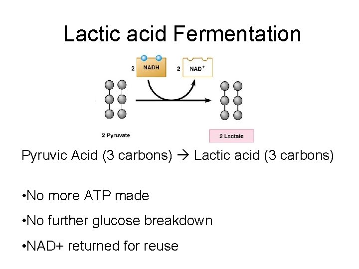Lactic acid Fermentation Pyruvic Acid (3 carbons) Lactic acid (3 carbons) • No more