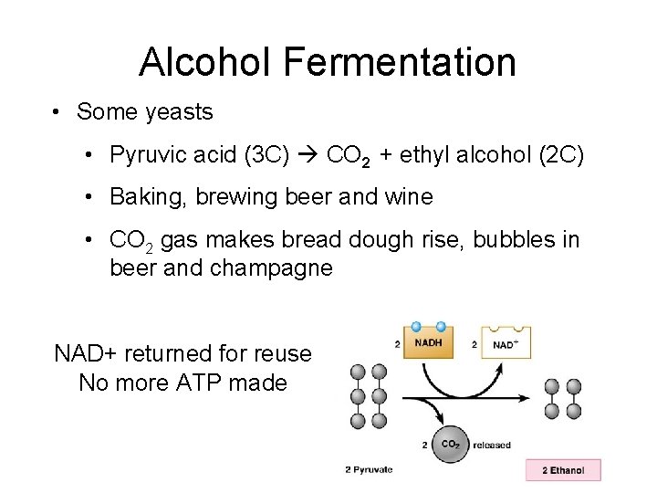 Alcohol Fermentation • Some yeasts • Pyruvic acid (3 C) CO 2 + ethyl