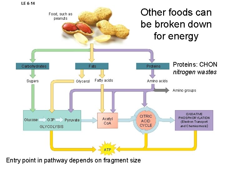 LE 6 -14 Other foods can be broken down for energy Food, such as