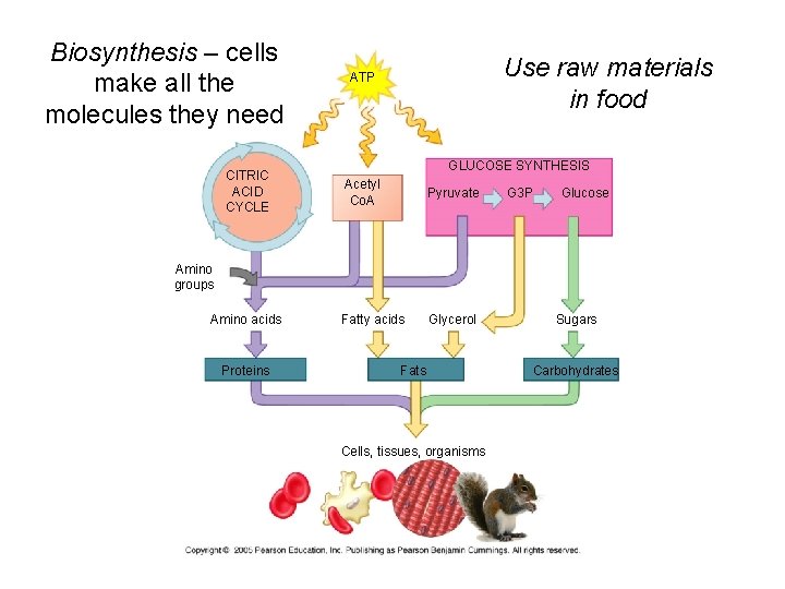 Biosynthesis – cells make all the molecules they need CITRIC ACID CYCLE Use raw