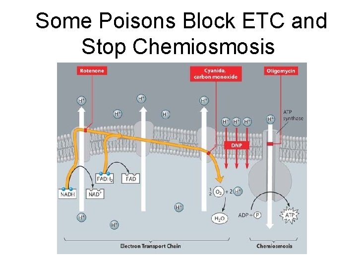 Some Poisons Block ETC and Stop Chemiosmosis 