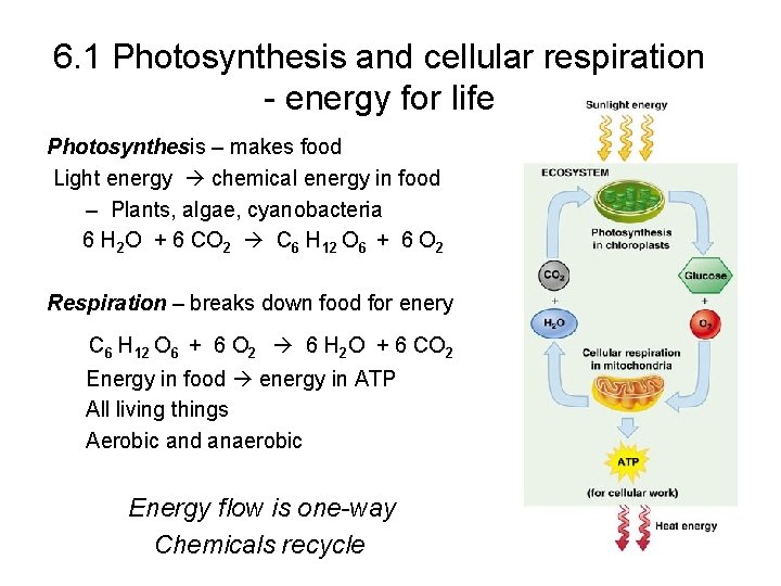 6. 1 Photosynthesis and cellular respiration - energy for life Photosynthesis – makes food