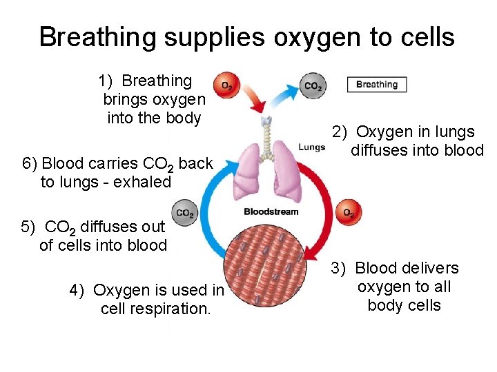 Breathing supplies oxygen to cells 1) Breathing brings oxygen into the body 6) Blood