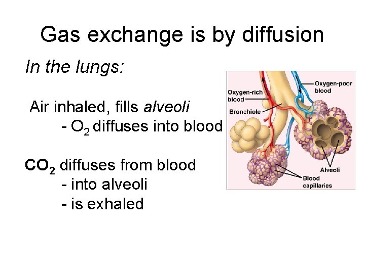 Gas exchange is by diffusion In the lungs: Air inhaled, fills alveoli - O