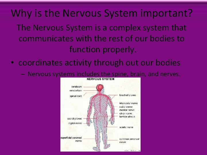 Why is the Nervous System important? The Nervous System is a complex system that