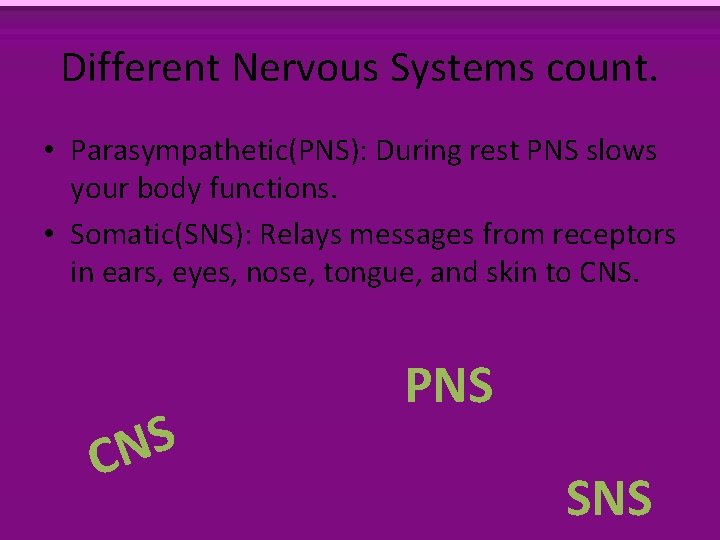 Different Nervous Systems count. • Parasympathetic(PNS): During rest PNS slows your body functions. •