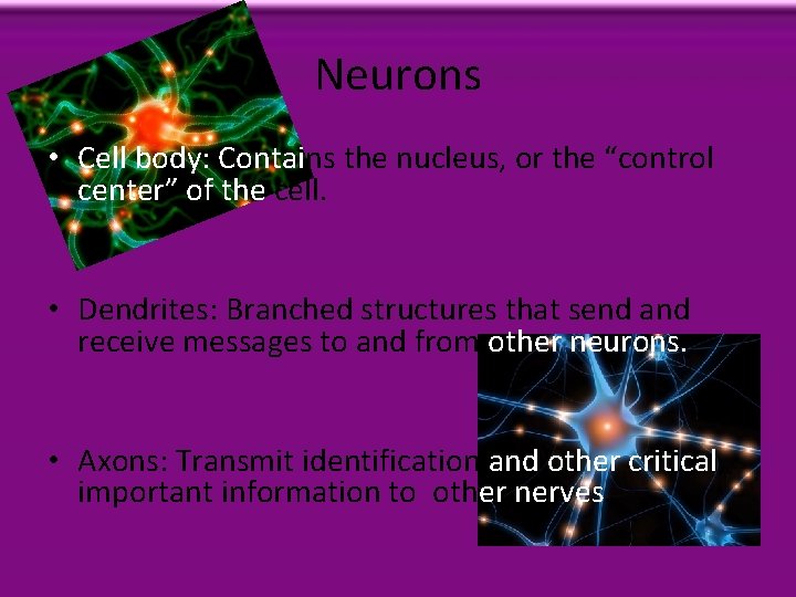 Neurons • Cell body: Contains the nucleus, or the “control center” of the cell.