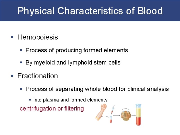 Physical Characteristics of Blood § Hemopoiesis § Process of producing formed elements § By