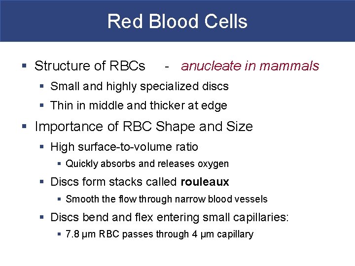 Red Blood Cells § Structure of RBCs - anucleate in mammals § Small and