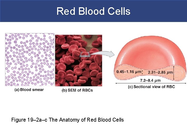 Red Blood Cells Figure 19– 2 a–c The Anatomy of Red Blood Cells 