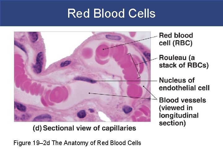 Red Blood Cells Figure 19– 2 d The Anatomy of Red Blood Cells 